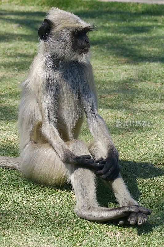 野生印度叶猴/灰叶猴以人体姿势坐在草地上，神圣的灰色叶猴灵长类动物照片在印度，哈努曼猴子长尾巴和黑色的脸，手和耳朵，坐在花园草坪上的绿色草地上，乌代普尔，印度